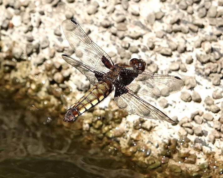 broad-bodied chaser